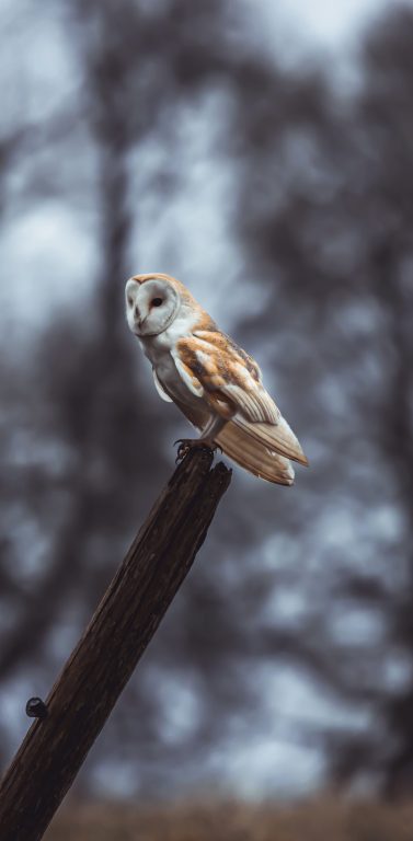 Woz Keep Photography of owl