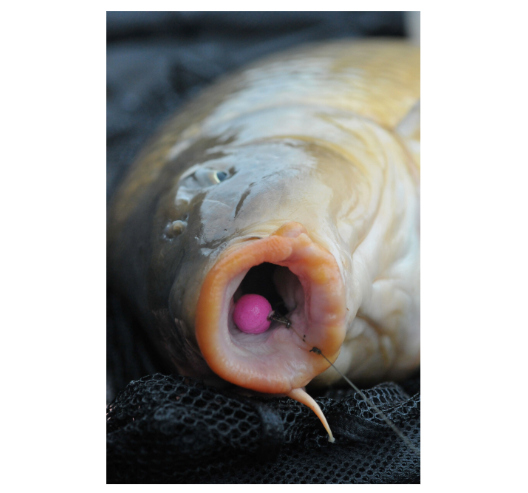 BAITWORKS | CREAMINO PINK FLUORO POP UPS (12MM)-IN STORE ONLY